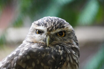 Burrowing owl