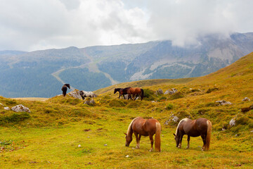 Fototapeta premium grazing horses in val di fassa