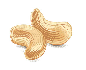 cashew Hand drawing sketch engraving watercolor illustration style