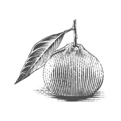 tangerine on a twig Hand drawing sketch engraving illustration style