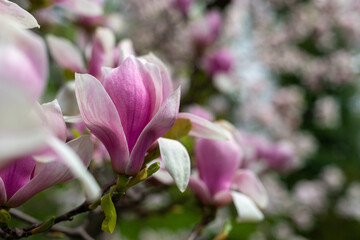 Kwitnąca Magnolia x Soulangiana, zbliżenie różowych płatków. Kwiat z lewej strony kadru.