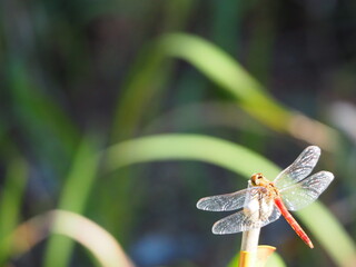 秋の風物詩である赤とんぼ