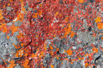Macro texture of orange red lichen moss growing on mountain rock