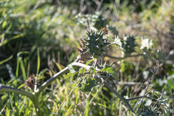 Datura stramonium, Thorn Apple. Wild plant shot in summer.