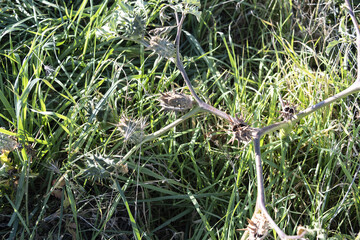Obraz premium Datura stramonium, Thorn Apple. Wild plant shot in summer.