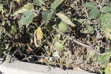 Datura stramonium, Thorn Apple. Wild plant shot in summer.