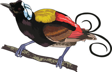 Drawing wilson paradise, rare birds collection, art.illustration, vector