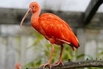 Scarlet ibis