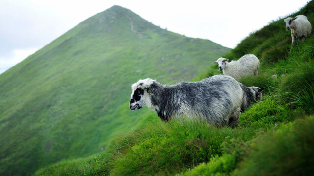 Sheeps in the green mountains