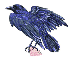 Drawing american crow, birds collection, art.illustration, vector