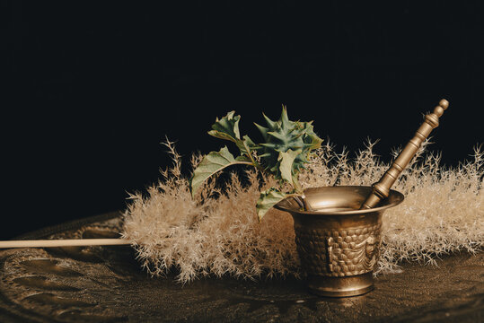 Stramonium plant, also called burundanga. Consciousness-erasing plant, dangerous and highly toxic.