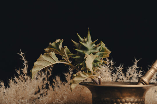 Stramonium plant, also called burundanga. Consciousness-erasing plant, dangerous and highly toxic.