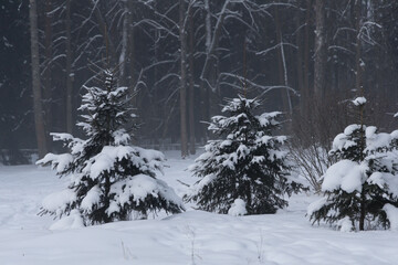 Three fir trees in a deep snow cover on the background of a coniferous forest in the morning haze