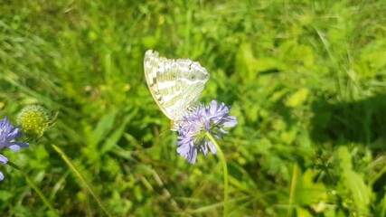 Close up of a silver washed fritillary butterfly, also called Argynnis paphia
