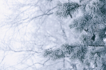 Fluffy spruce paws covered with snow on the background of a beautiful white bokeh