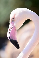 close up of flamingo