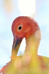 close up of a exotick bird