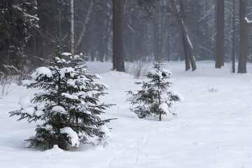Three fir trees in a deep snow cover in the morning haze close-up