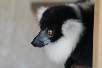 Obraz premium Black and White Ruffed Lemur