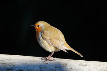 European robin
