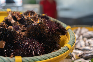 Fresh and delicious sea urchins and fish at the background in a sea market.