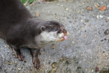 Asian small-clawed otter