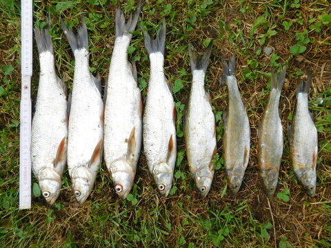 The asp Leuciscus aspius is a European freshwater fish of the Cyprinid family. It is sometimes considered one of two members of the genus Aspius here stocking to a freshwater reservoir