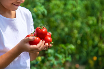 The child is harvesting tomatoes in the garden. Selective focus.