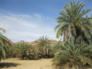 Fototapeta na wymiar palm trees in the desert