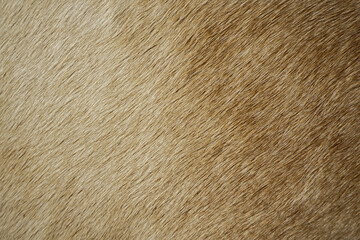 Natural brown fur texture. Animal hair of fur cow leather texture background. 