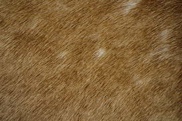 Animal hair of fur cow leather texture background.Brown natural cow fur texture.Natural brown fur...