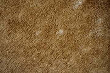Animal hair of fur cow leather texture background.Brown natural cow fur texture.Natural brown fur texture