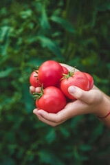 The child is harvesting tomatoes in the garden. Selective focus.