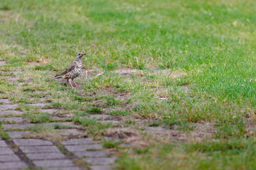 sparrow in the grass