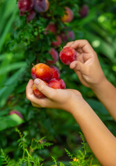 The child is harvesting plums in the garden. Selective focus.