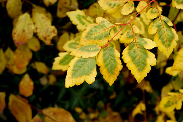 Autumn yellow leaves  in autumn park