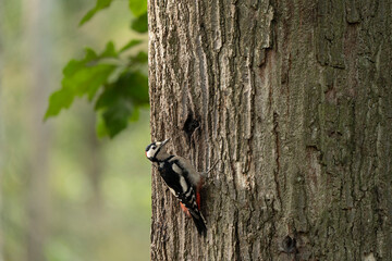 Fototapeta premium Adult male of Great spotted woodpecker bird Dendrocopos major
