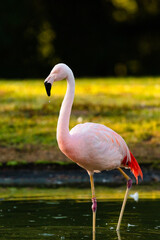 pink flamingo in the zoo