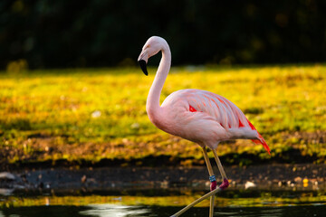 flamingo in the water