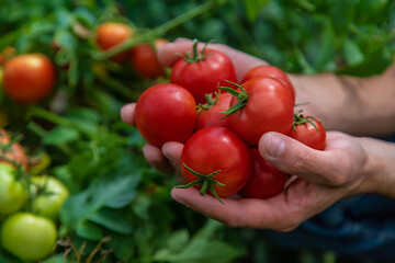 A male farmer harvests tomatoes in the garden. Selective focus.