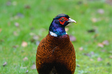 A male ring-necked pheasant looking to the right side