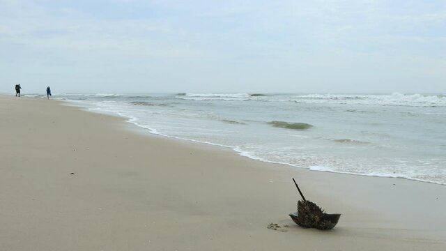 A beached horseshoe crab struggles in the surf of the Atlantic ocean as two backpackers walk north along the beach at the Assateague Island National Seashore in Maryland on a spring morning.