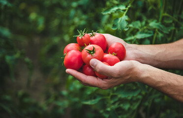 A male farmer harvests tomatoes in the garden. Selective focus.