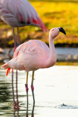 flamingo in the water