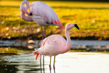 flamingo in the water