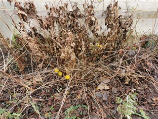 late autumn in Pavlovsky Park fallen foliation and cold wind stone vase