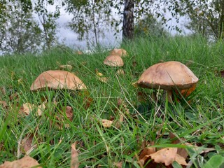 Autumn mushrooms in green grass in the park.