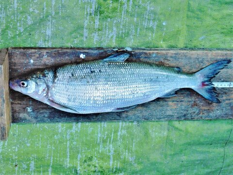 whitefish coregonus meraena on the catch
member of salmonidae family held in hands