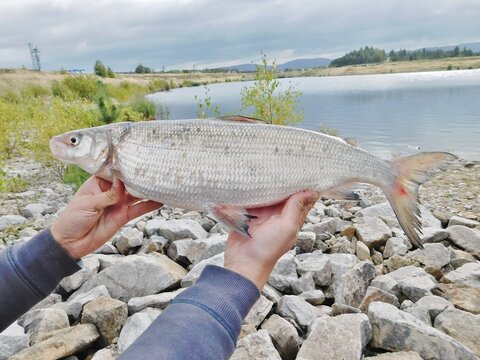 whitefish coregonus meraena on the catch
member of salmonidae family held in hands