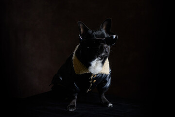 black chihuahua sit in sunglasses and black leather jacket